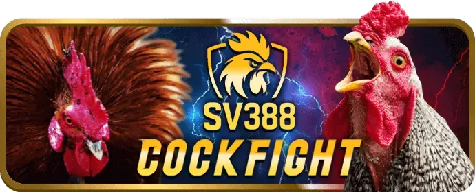 Đá gà tre và gà nòi